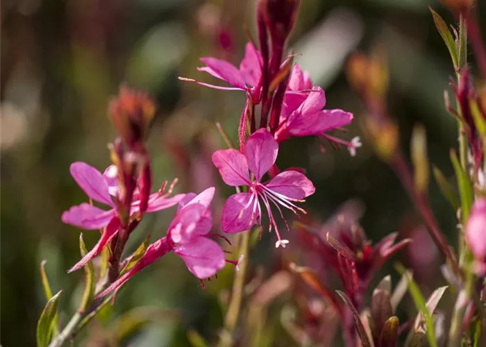 Gaura lindheimeri, pink