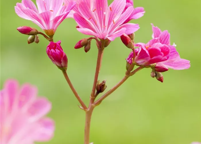 Lewisia cotyledon, pink Lewisia cotyledon, pink