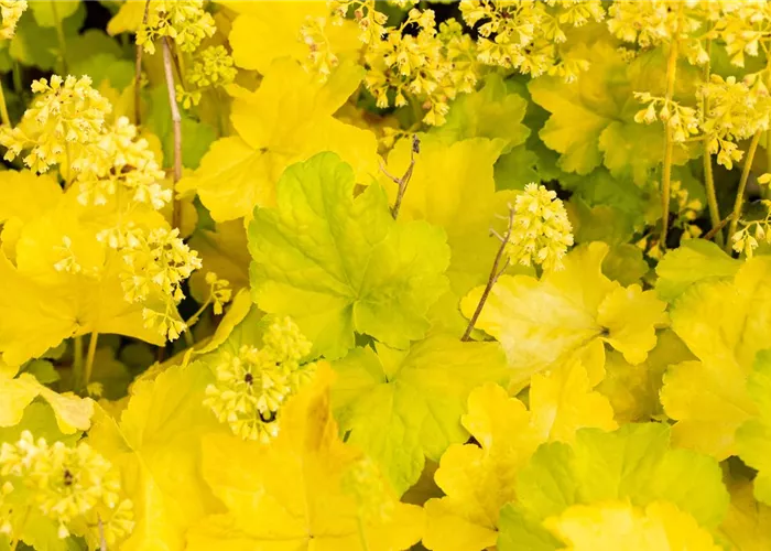 Heuchera Little Cuties 'Blondie in Lime' Heuchera Little Cuties 'Blondie in Lime'