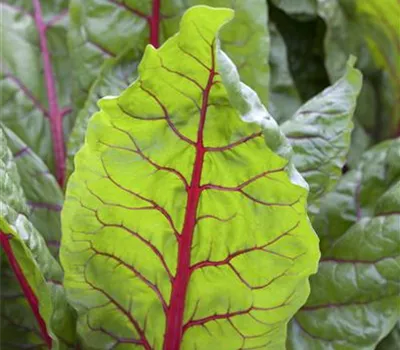 Mangold 'Bright Lights'  Mangold 'Bright Lights'