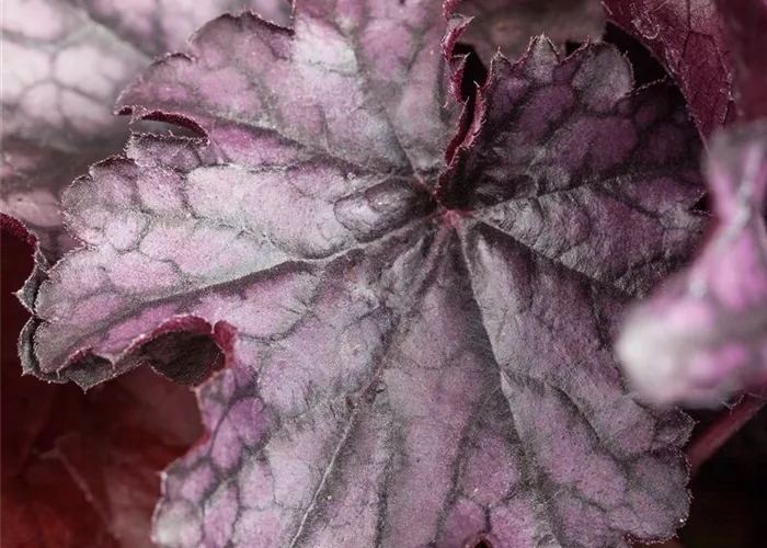 Heuchera 'Milan' Heuchera 'Milan'