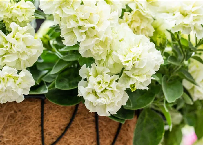 Petunie 'Origami White'