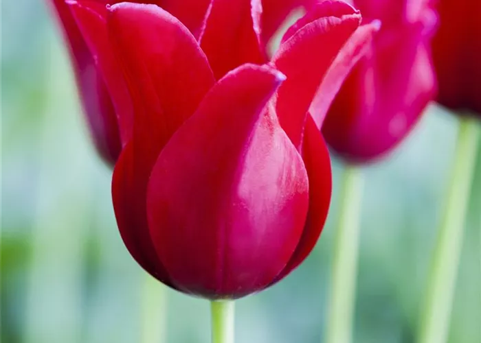 Tulpe 'Rotkäppchen'