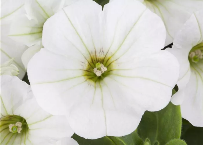 Hängepetunie 'Snow'