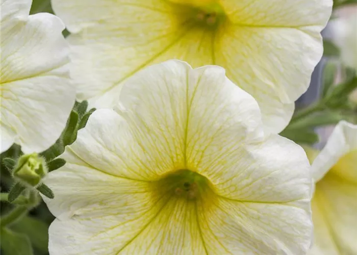 Hängepetunie 'Yellow' 
