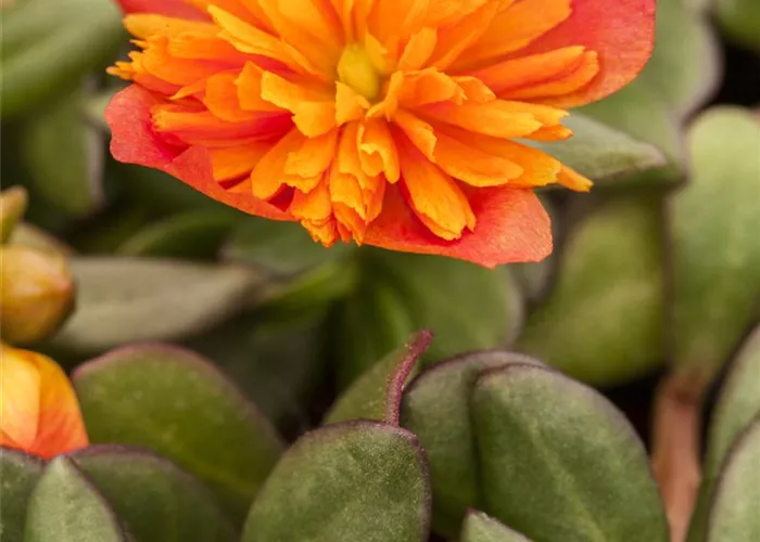 Portulak 'Double Orange'  Portulak 'Double Orange'