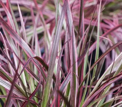 Pennisetum 'Fireworks'(s)