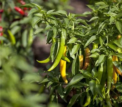 Peperoni 'Fireflame' Peperoni 'Fireflame'