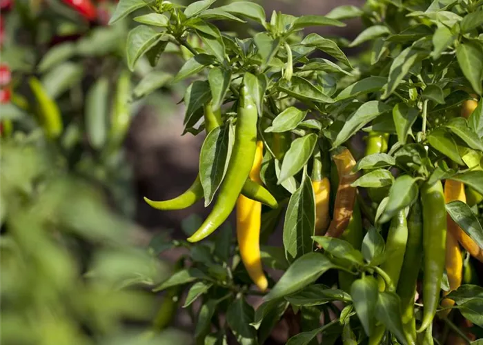 Peperoni 'Fireflame'