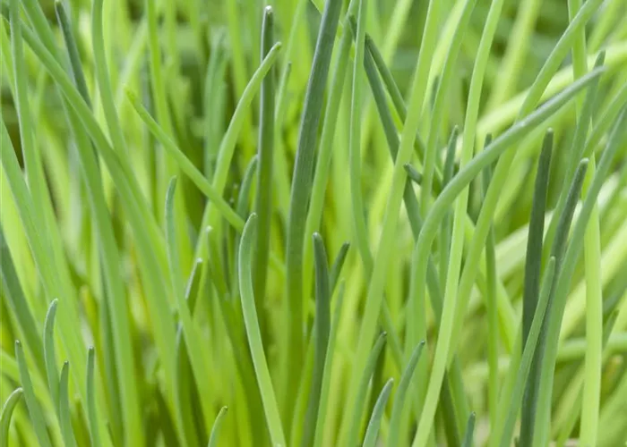 Schnittlauch Schnittlauch