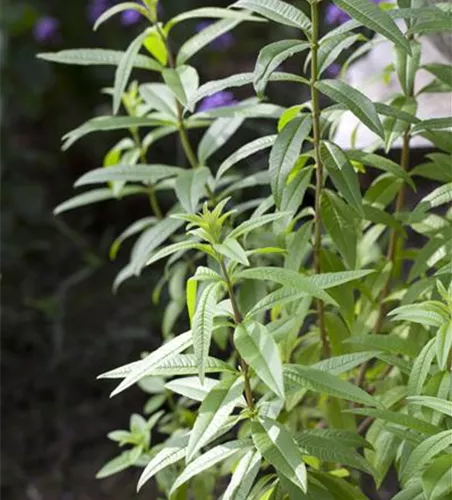 Zitronenverbene 'Freshman'