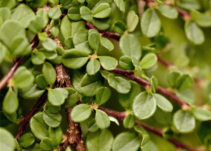 Cotoneaster microphyllus 'Cooper' Cotoneaster microphyllus 'Cooper'