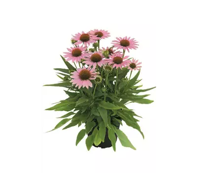 Echinacea CONETTO™ 'Melon' 