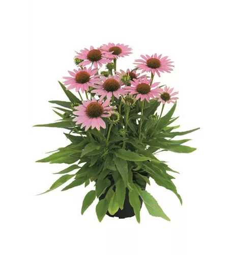 Echinacea CONETTO™ 'Melon' 