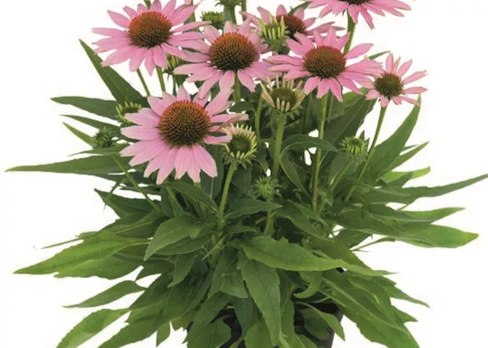 Echinacea CONETTO™ 'Melon' 