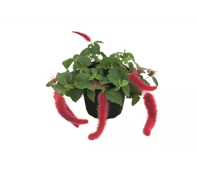 Acalypha hispaniolae 'Foxie'