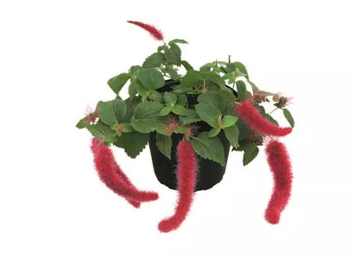 Acalypha hispaniolae 'Foxie' Acalypha hispaniolae 'Foxie'