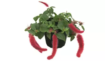 Acalypha hispaniolae 'Foxie'