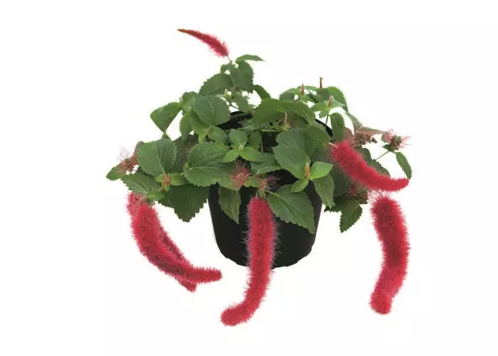 Acalypha hispaniolae 'Foxie'