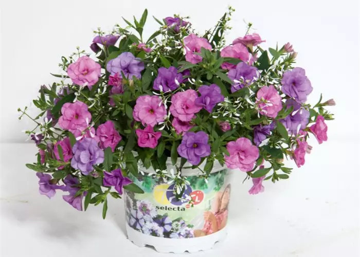 Trixi® Interspecific 'Lovley Summer'