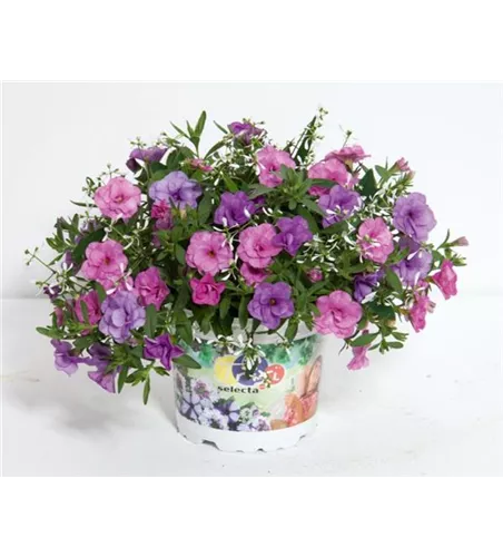 Trixi® Interspecific 'Lovley Summer'