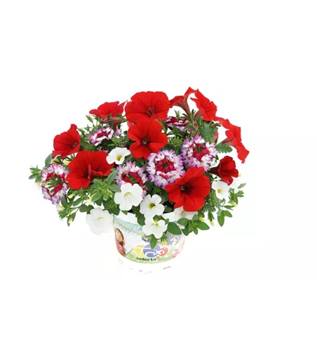 Trixi® Interspecific 'Red Joy'