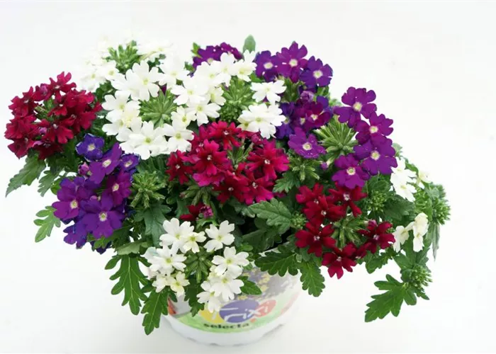 Trixi® Verbena 'Bordeaux'