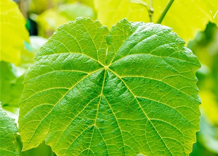 Vitis vinifera 'Venus'