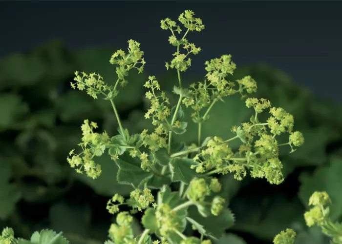 Alchemilla mollis 'Select'