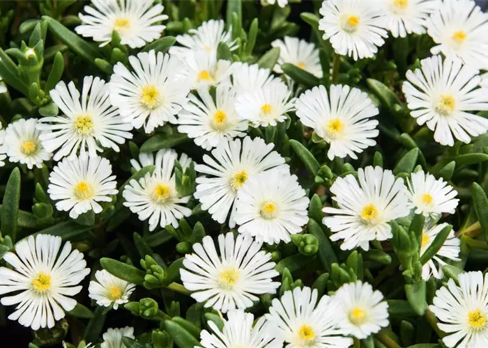 Delosperma Wheels of Wonder® 'White'
