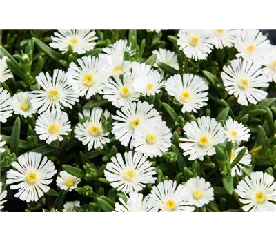 Delosperma Wheels of Wonder® 'White'