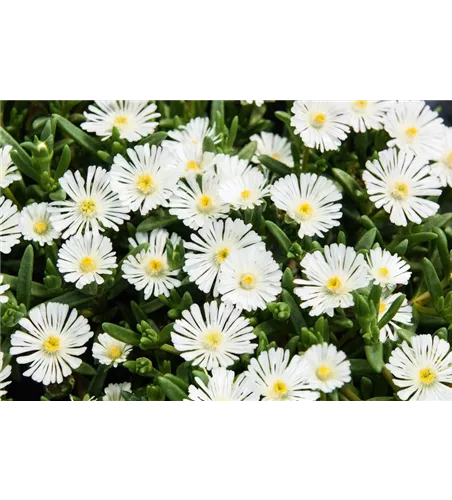 Delosperma Wheels of Wonder® 'White'