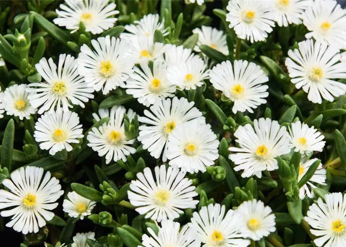Delosperma Wheels of Wonder® 'White' Delosperma Wheels of Wonder® 'White'