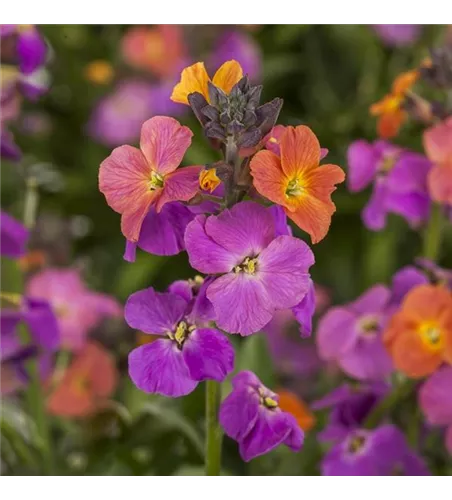 Erysimum linifolium 'magenta'