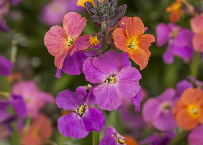 Erysimum linifolium 'magenta'