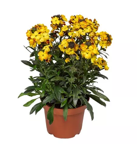Erysimum linifolium 'Yellow'