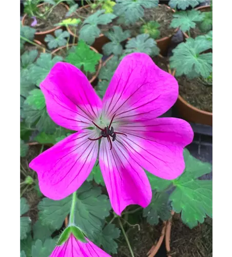 Geranium wallichianum 'Kelly-Anne'