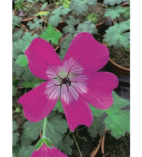 Geranium wallichianum 'Kelly-Anne'