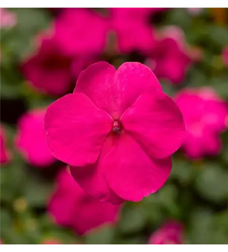 Impatiens walleriana 'Xtreme Bright Rose