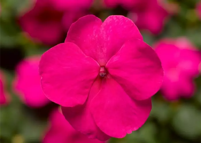Impatiens walleriana 'Xtreme Bright Rose