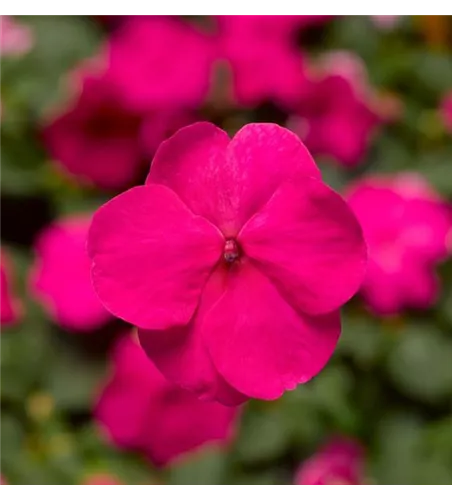 Impatiens walleriana 'Xtreme Bright Rose
