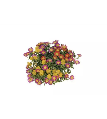 TrioMio™ Delosperma 'Golden Fire'