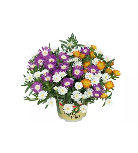 TrioMio™ Delosperma 'Orange White'