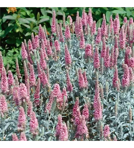 Veronica spicata 'Anniversary Rose'