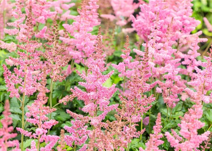 Astilbe chinensis 'Visions in Pink'®