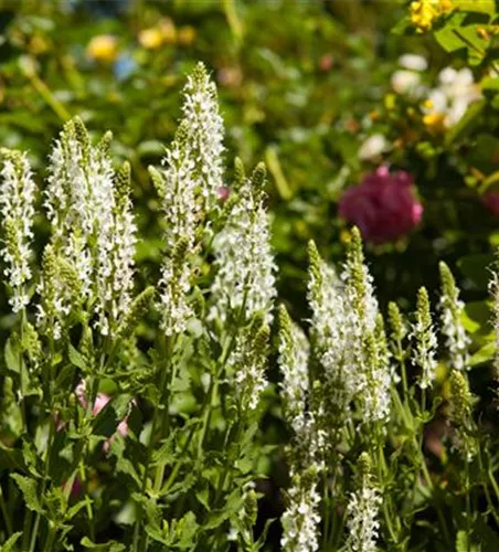 Salvia nemorosa 'Schneehügel' 