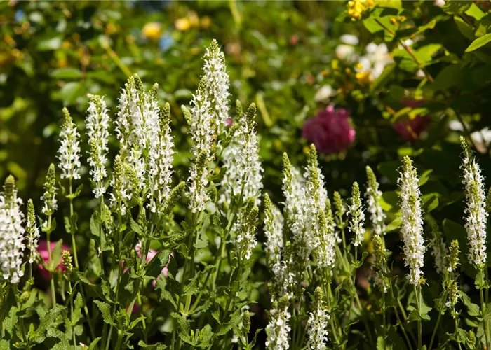 Salvia nemorosa 'Schneehügel' 