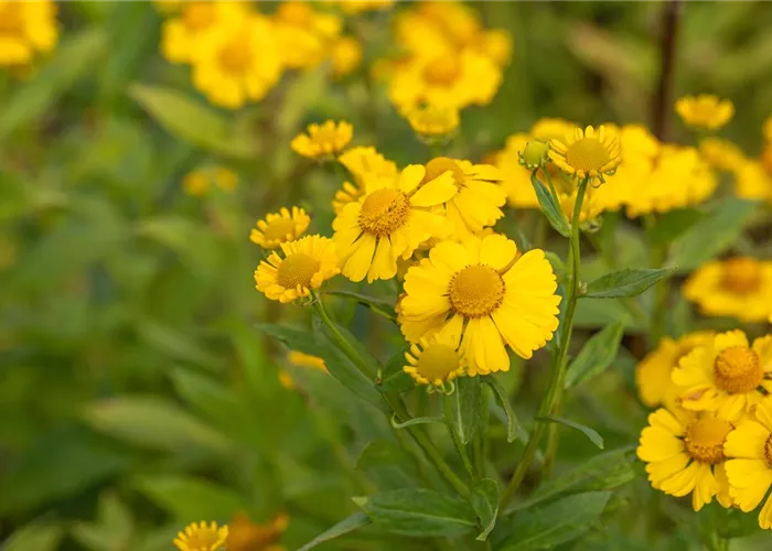 Helenium 'Kanaria' 