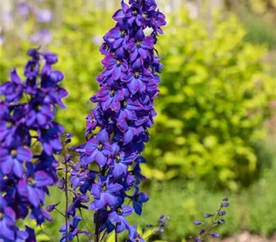 Delphinium pacific 'Black Knight' 