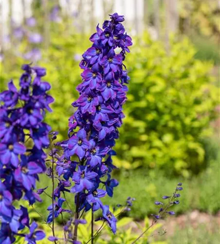 Delphinium pacific 'Black Knight' 